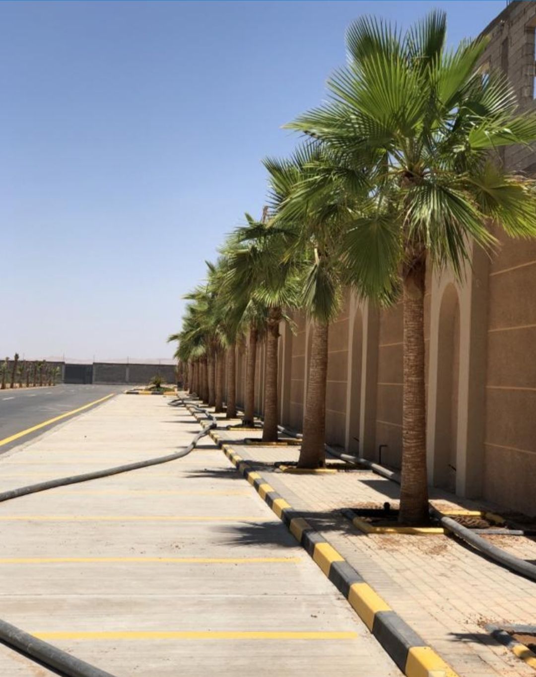 يجدلدينا نخيل عربي وواشنطني نقوم بتوريد انخيل ازينه والمثمر وزراعته اتوصيل الاجميع مناطق المملكه لتواصل0537652601