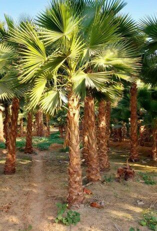 ابوجهاد لتوريد النخيل وزراعته
