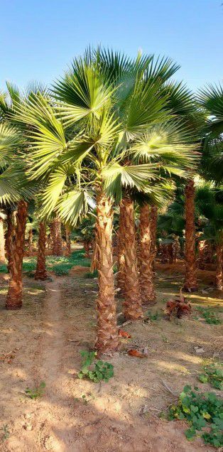 ابوجهاد لتوريد النخيل وزراعته