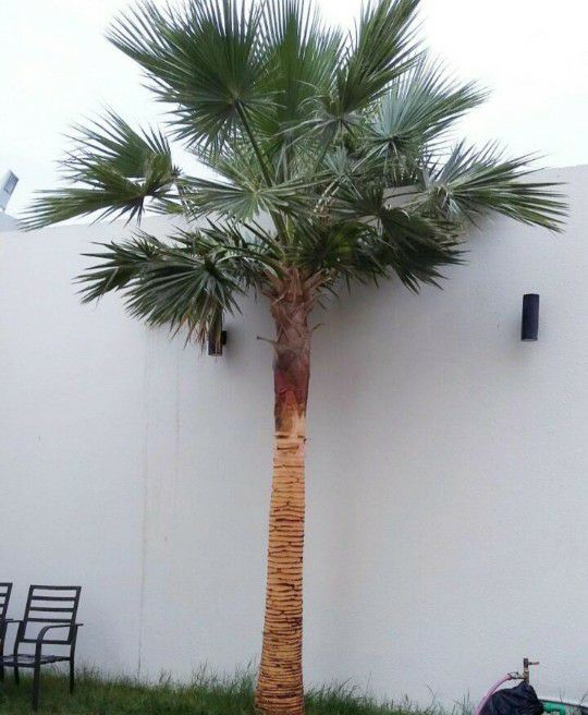 ابوجهاد لتوريد النخيل وزراعته