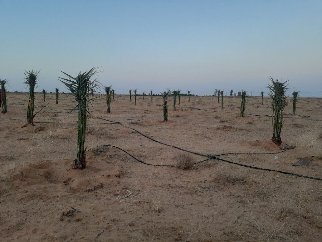 نقوم بقلع وغرس وتوريد جميع انواع النخيل