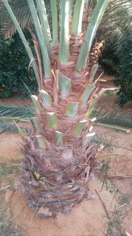 نقوم بقلع وغرس وتوريد جميع انواع النخيل