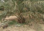 نخيل مثمر للبيع 0508528613
