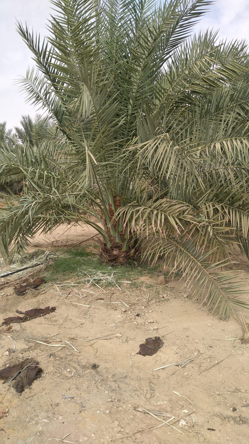 نخيل مثمر للبيع 0508528613