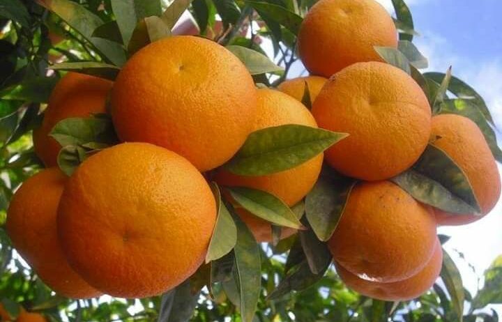 المروج شارع ابن سينا
