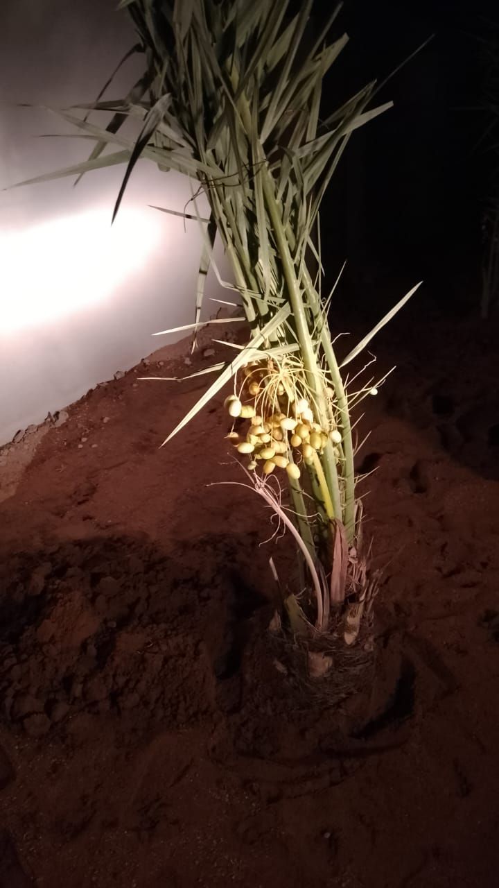 نقوم بقلع وغرس وتوريد جميع انواع النخيل