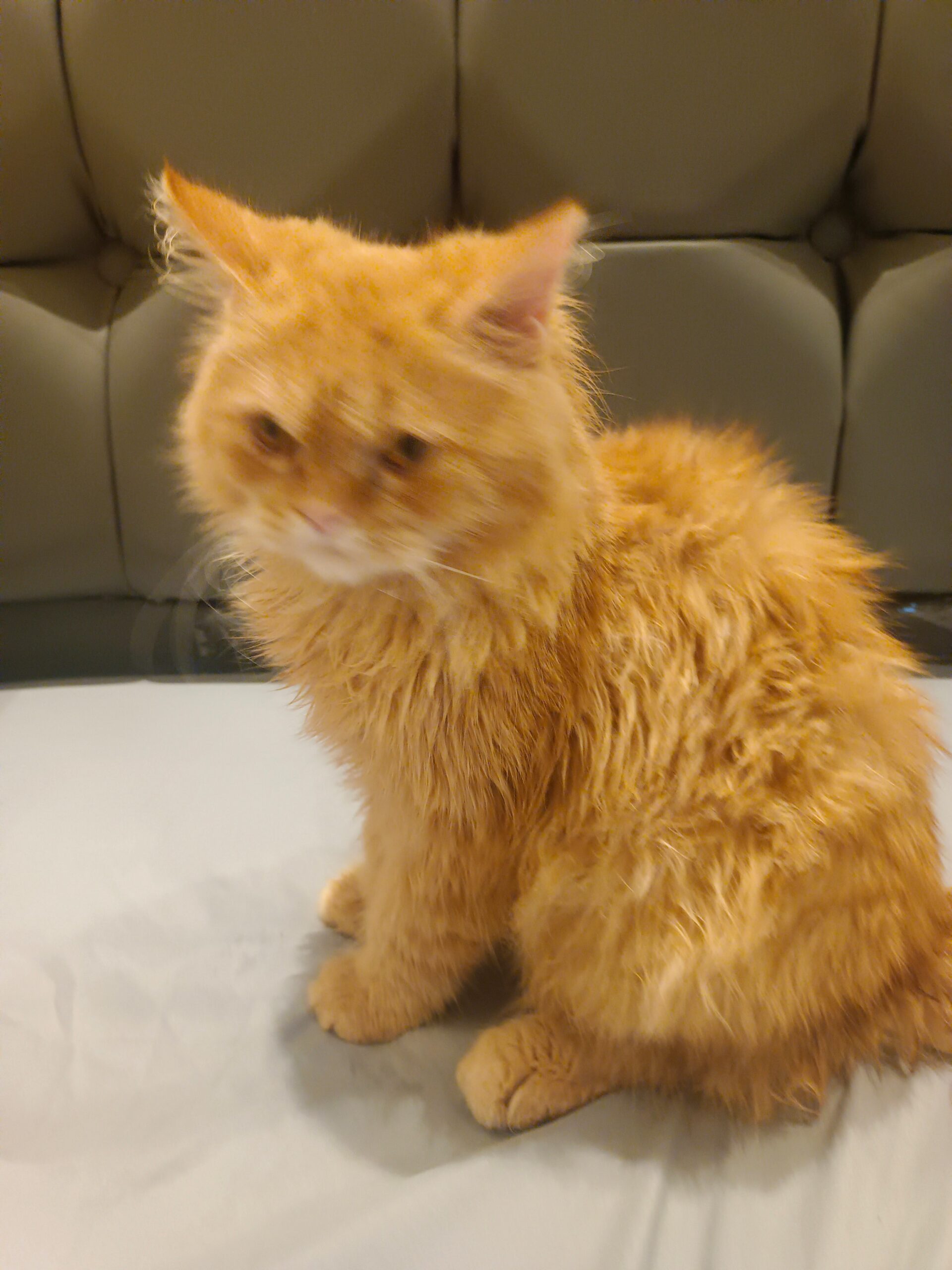 قط شيرازي هجين