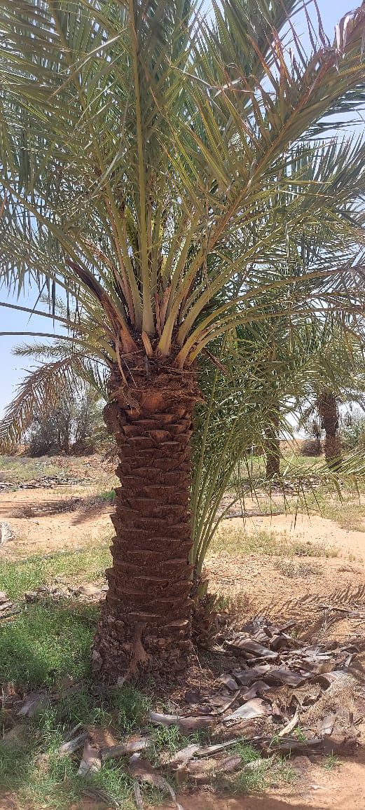 نقوم بقلع وغرس وتوريد جميع انواع النخيل