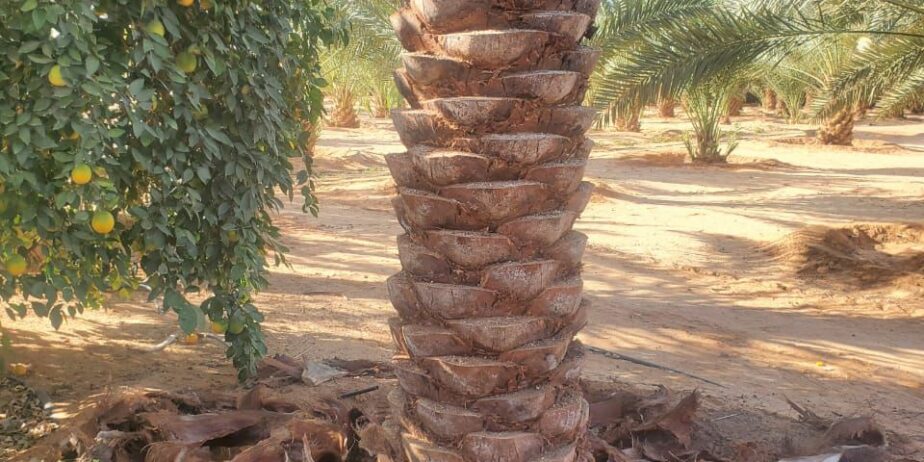 نقوم بقلع وغرس وتوريد جميع انواع النخيل