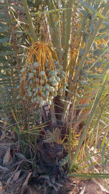 نقوم بقلع وغرس وتوريد جميع انواع النخيل