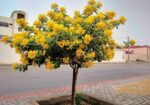 المروج شارع ابن سينا