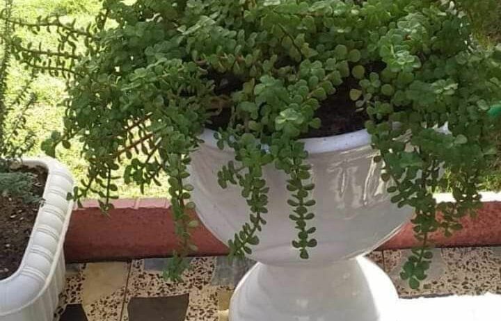المروج شارع ابن سينا
