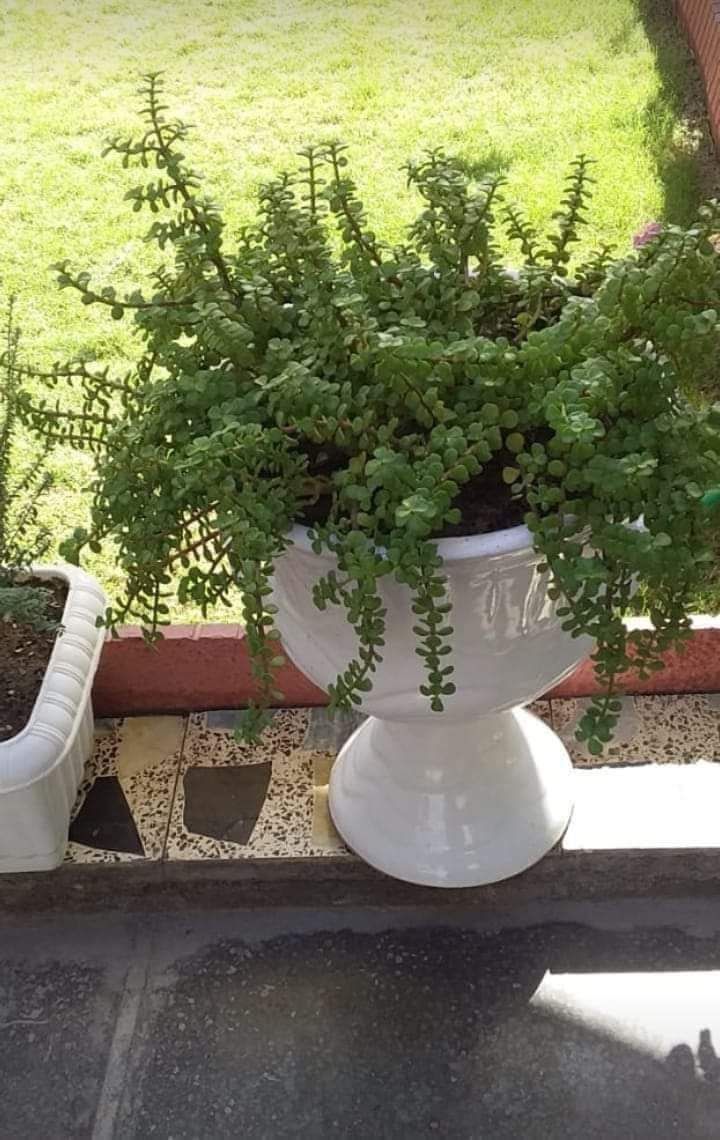 المروج شارع ابن سينا