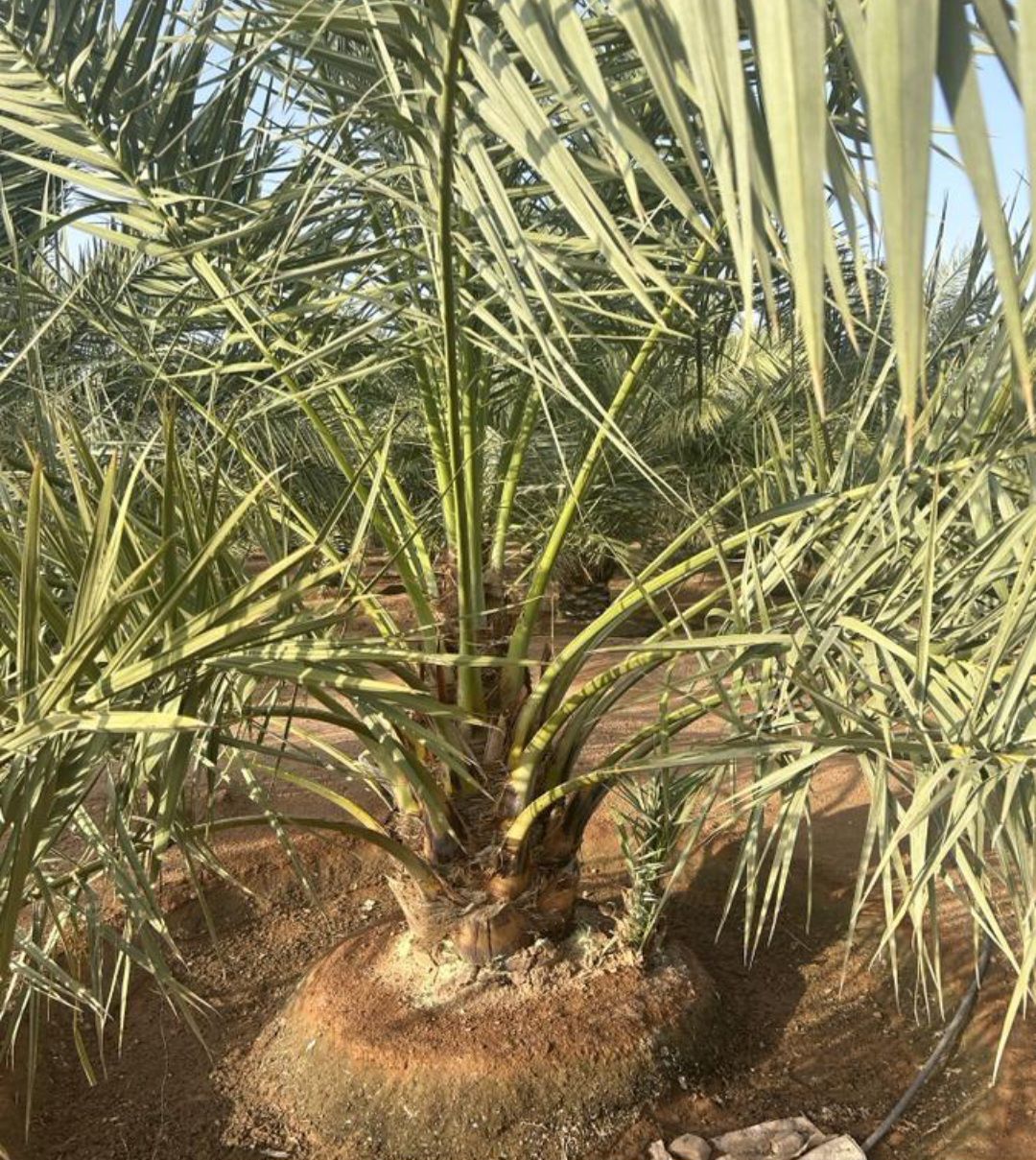 نقوم بقلع وغرس وتوريد جميع انواع النخيل