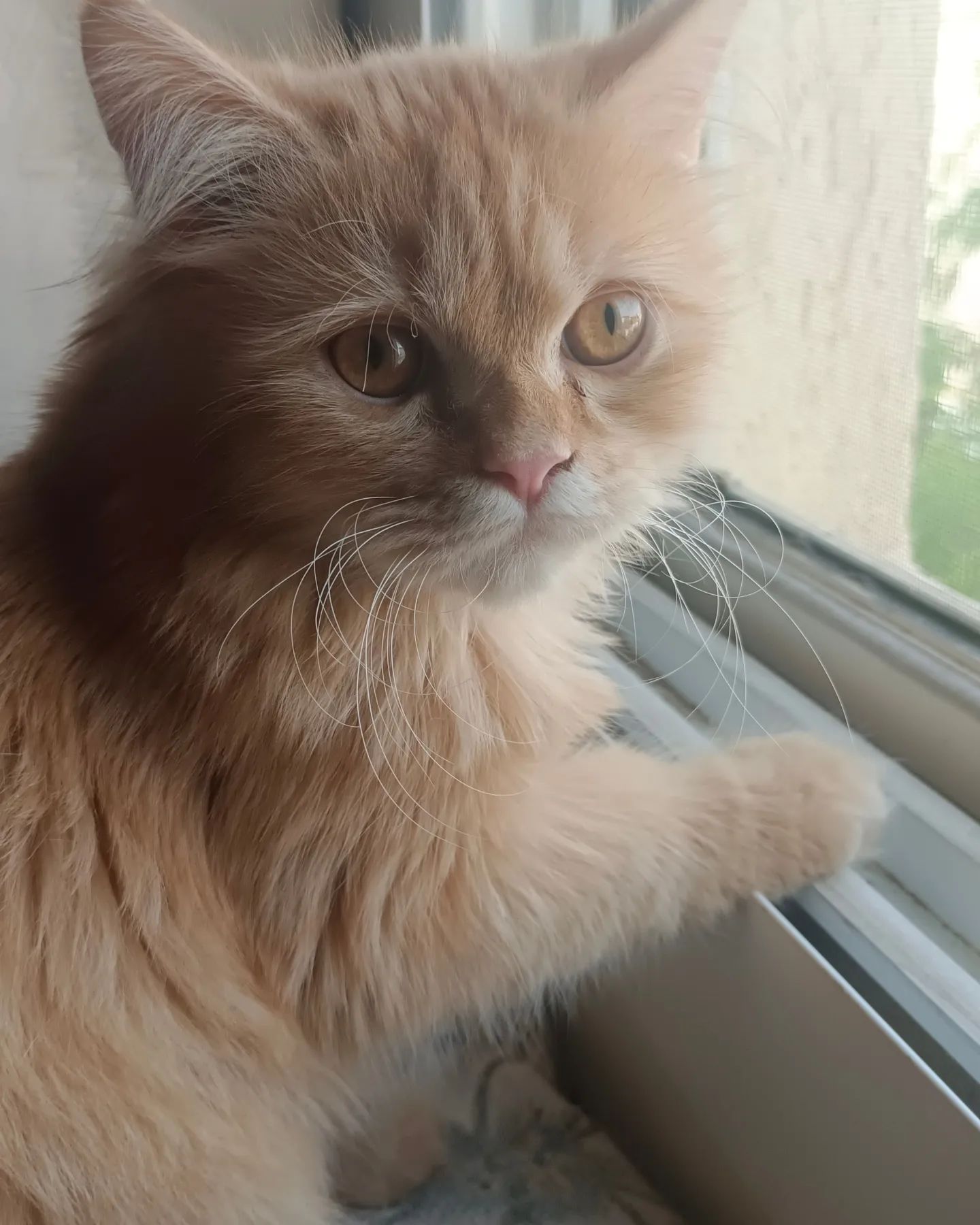 قط شيرازي هجين