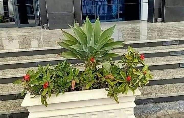 المروج شارع ابن سينا