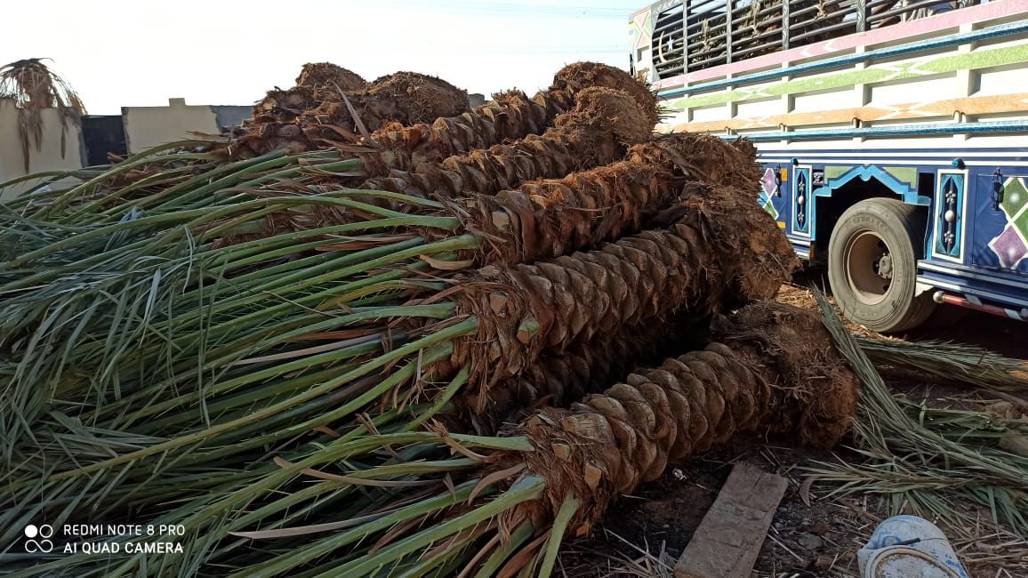 تنسيق حدائق