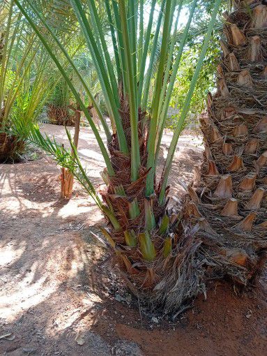 نقوم بقلع وغرس وتوريد جميع انواع النخيل