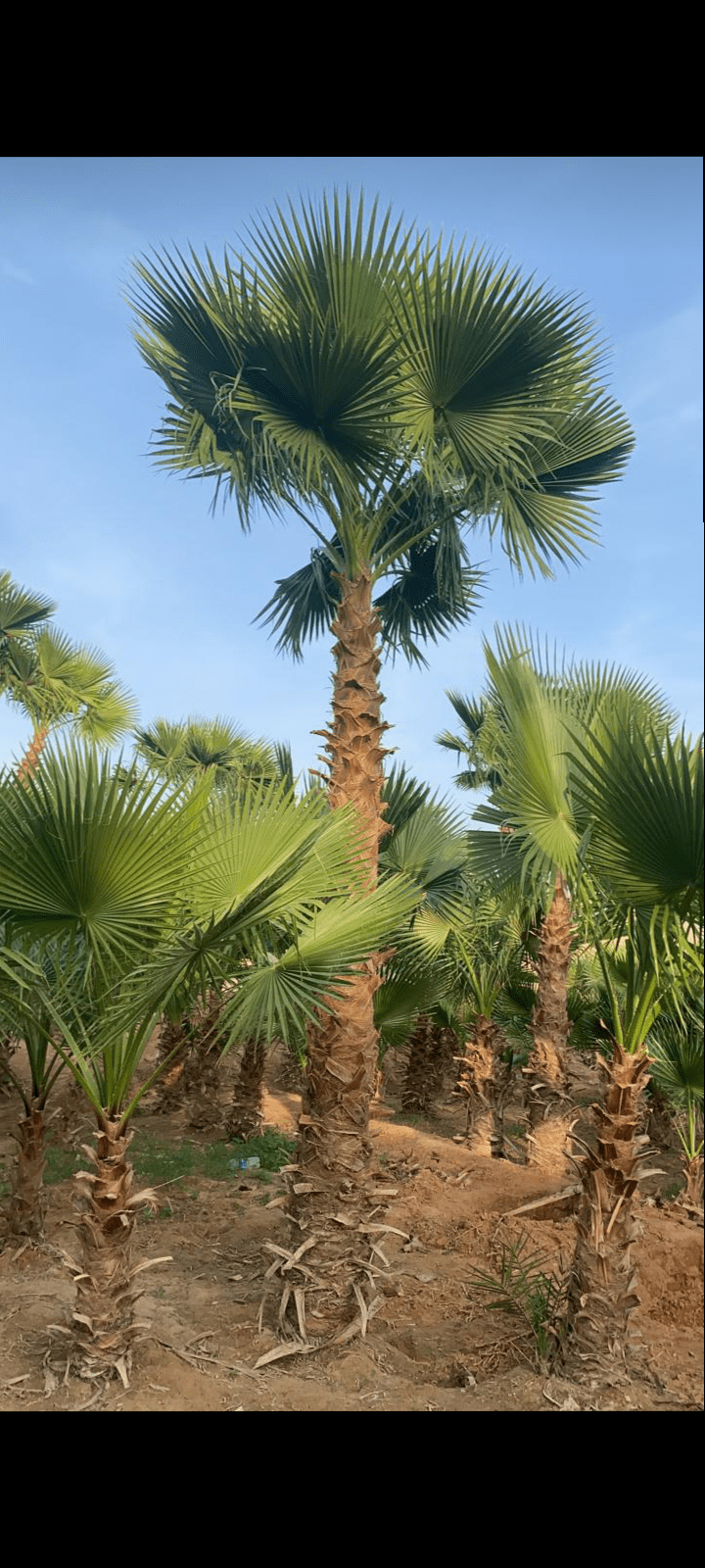 نخل وشنطن ابو مروحة درجة اولا