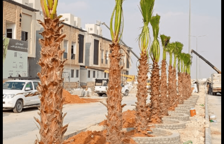 نخل وشنطن ابو مروحة درجة اولا