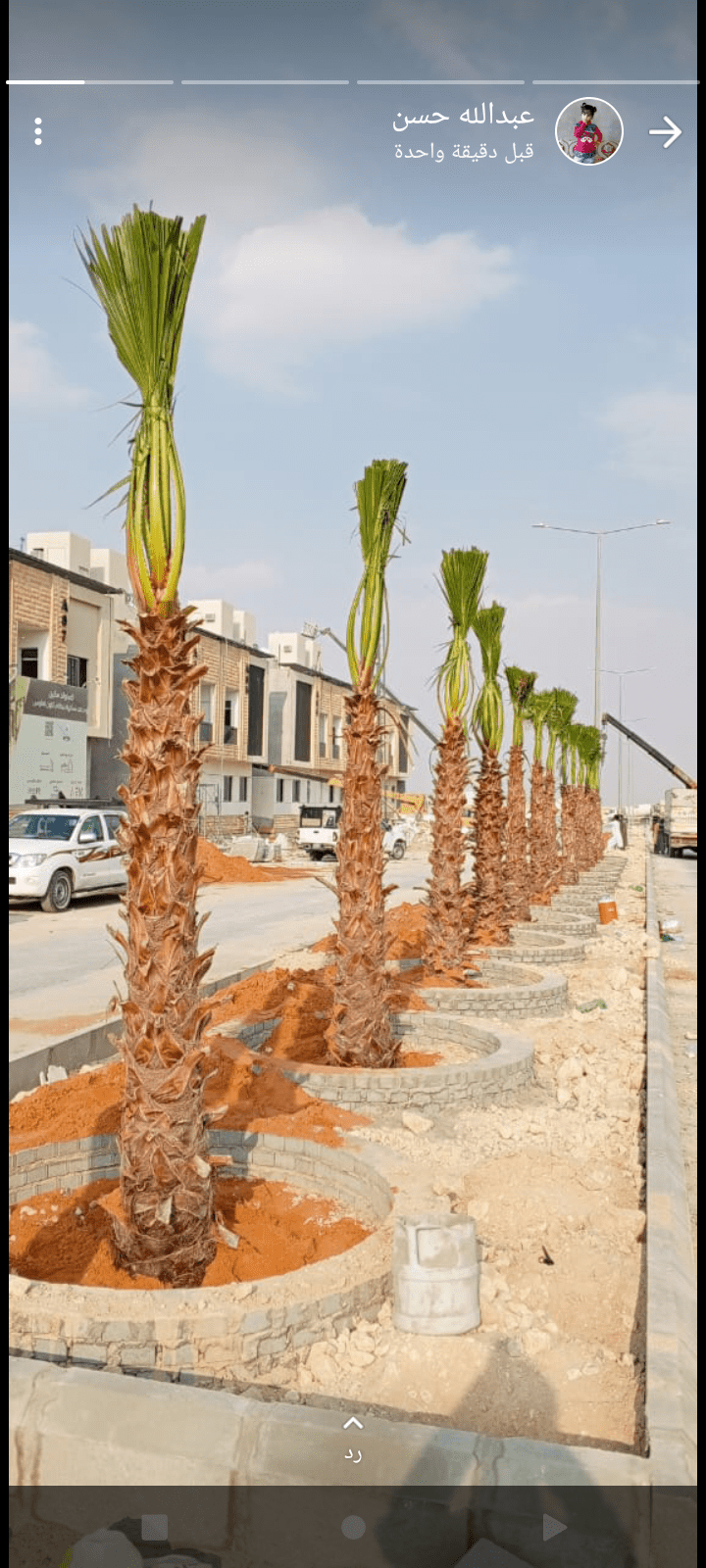 نخل وشنطن ابو مروحة درجة اولا