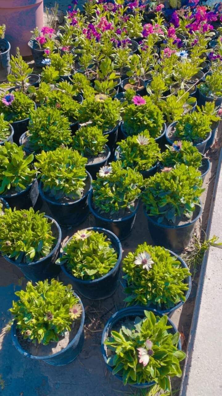 المروج شارع ابن سينا