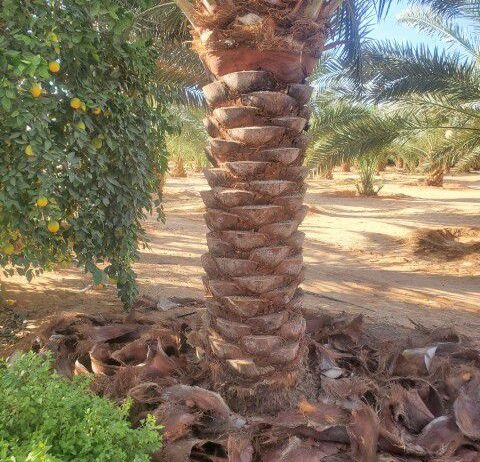 نقوم بقلع وغرس وتوريد جميع انواع النخيل