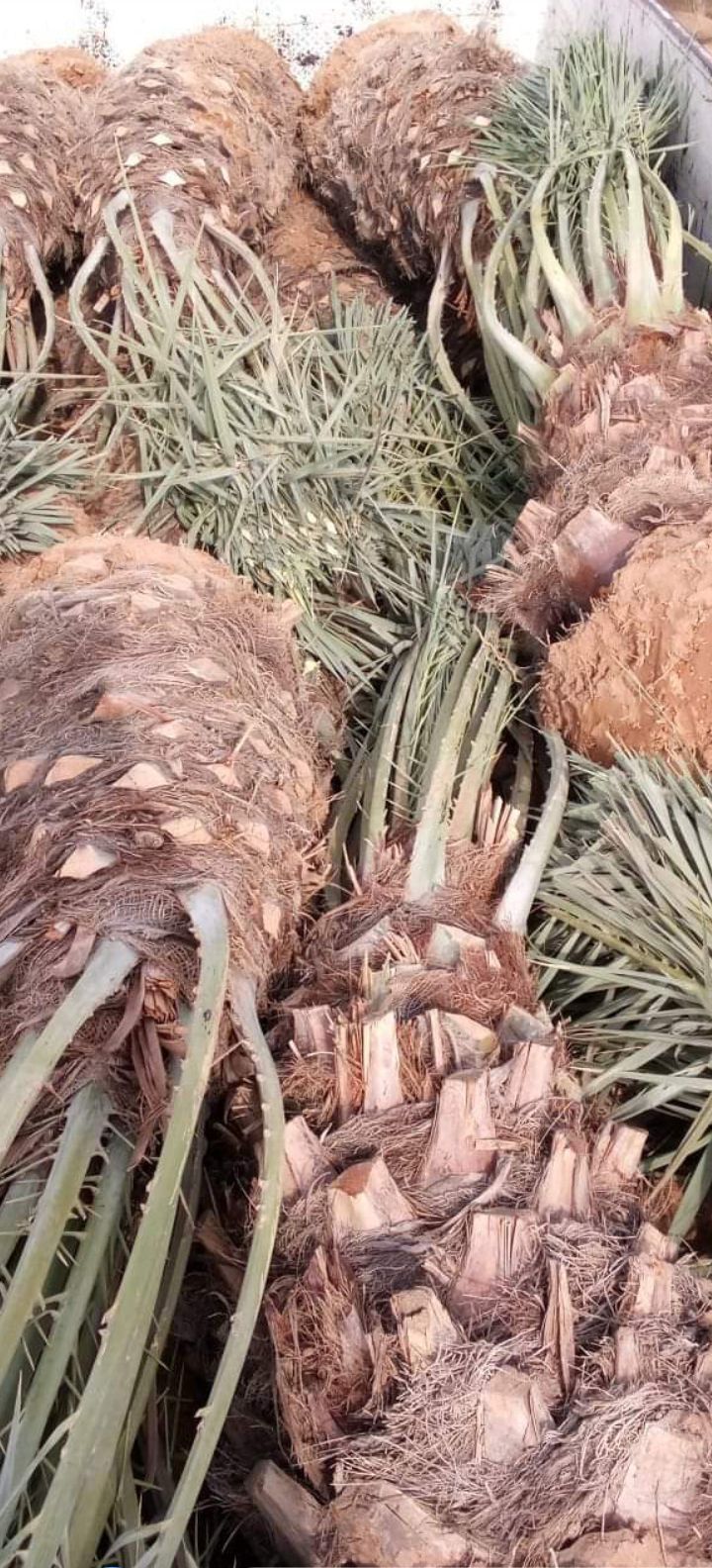 نخيل مثمر للبيع 0508528613