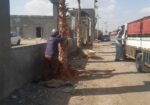 يوجد لدينا نخيل عربي وشنطن ورش مبيد حشرات واعمال الشبوك