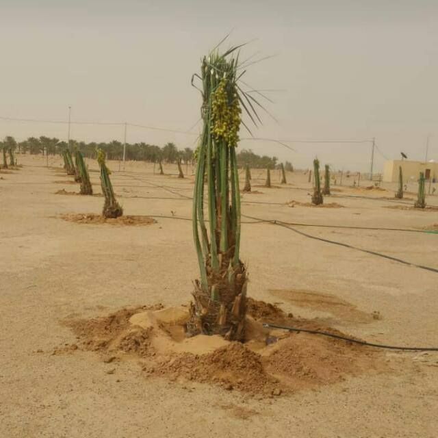 يوجد لدينا نخيل عربي وشنطن ورش مبيد حشرات واعمال الشبوك