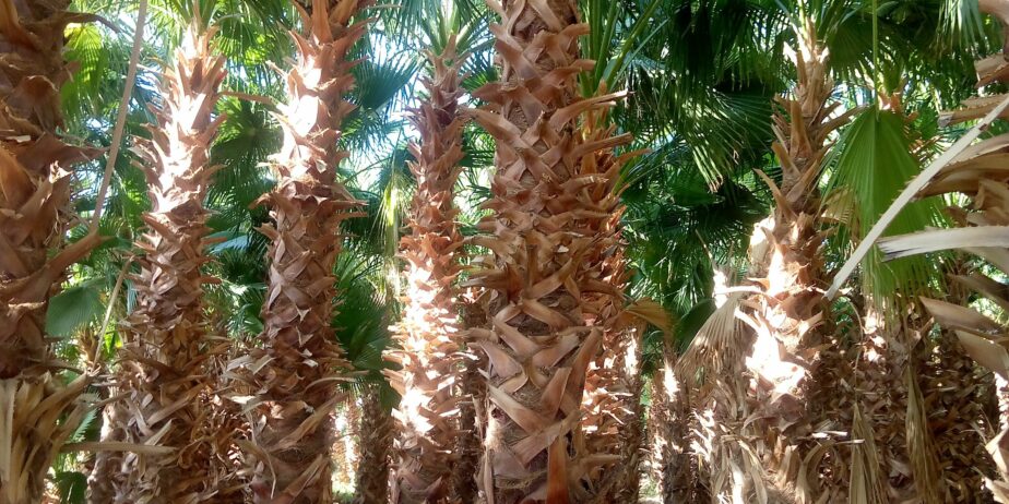 الرياض القوعيه الدمام