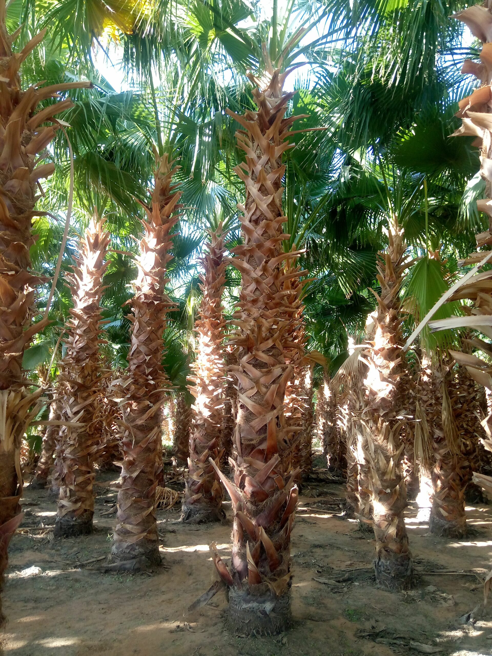 الرياض القوعيه الدمام