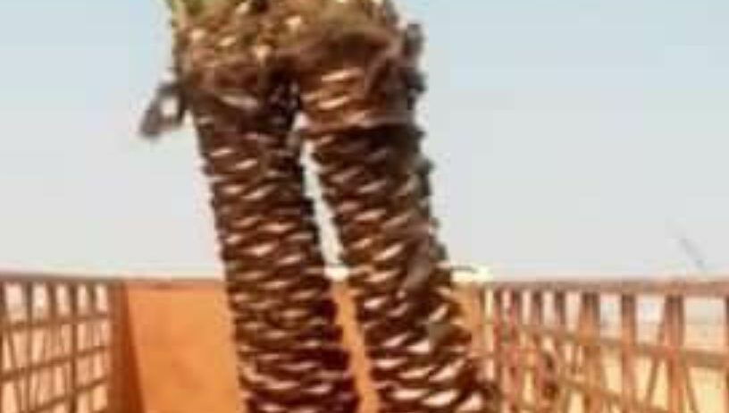 نخيل مثمر للبيع