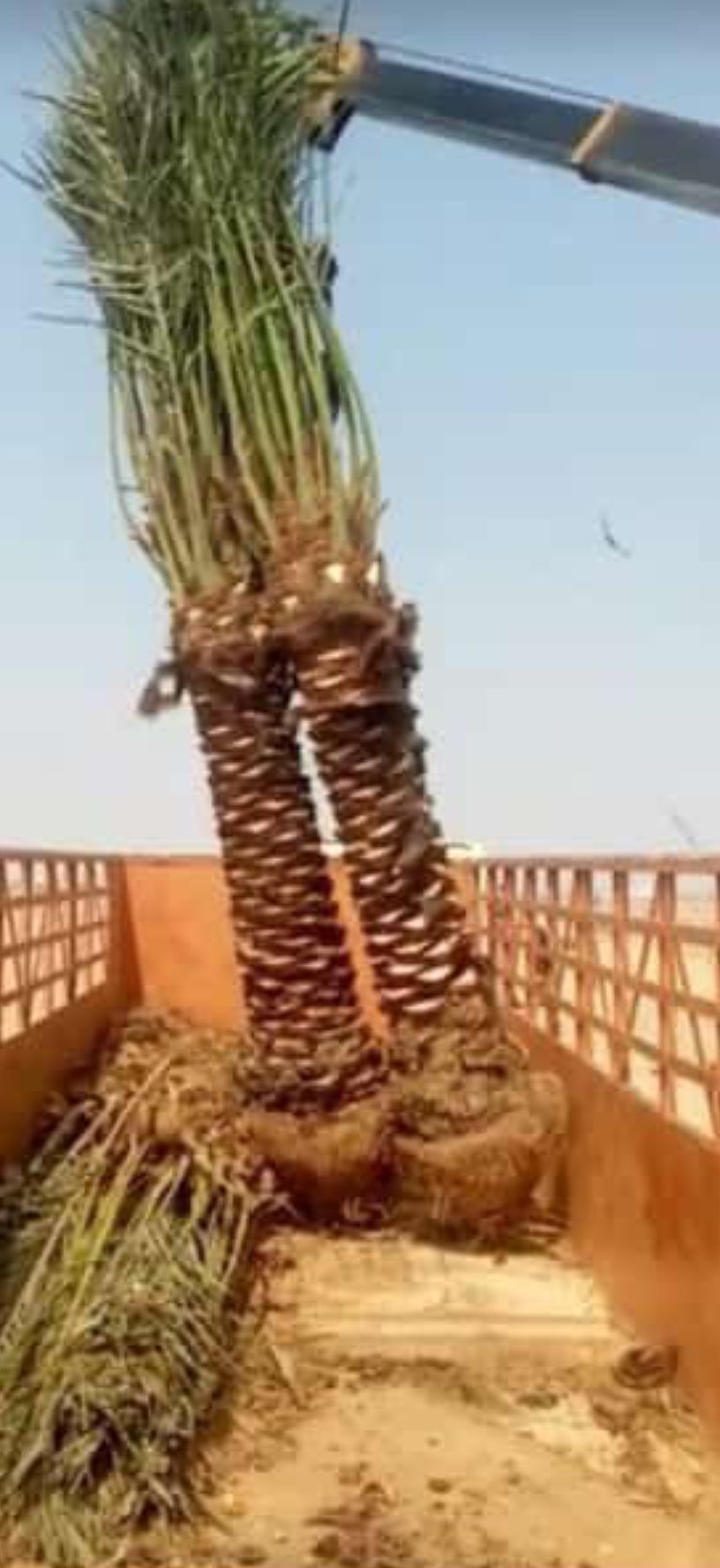 نخيل مثمر للبيع