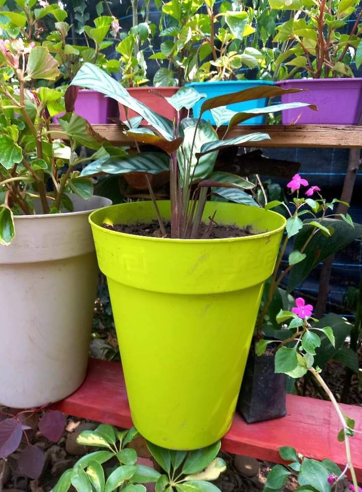 شارع ابن سينا الرياض