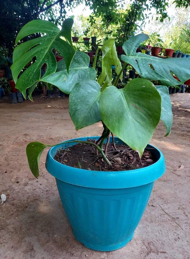 شارع ابن سينا الرياض