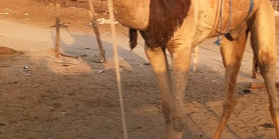 قعود طوع والسن تني