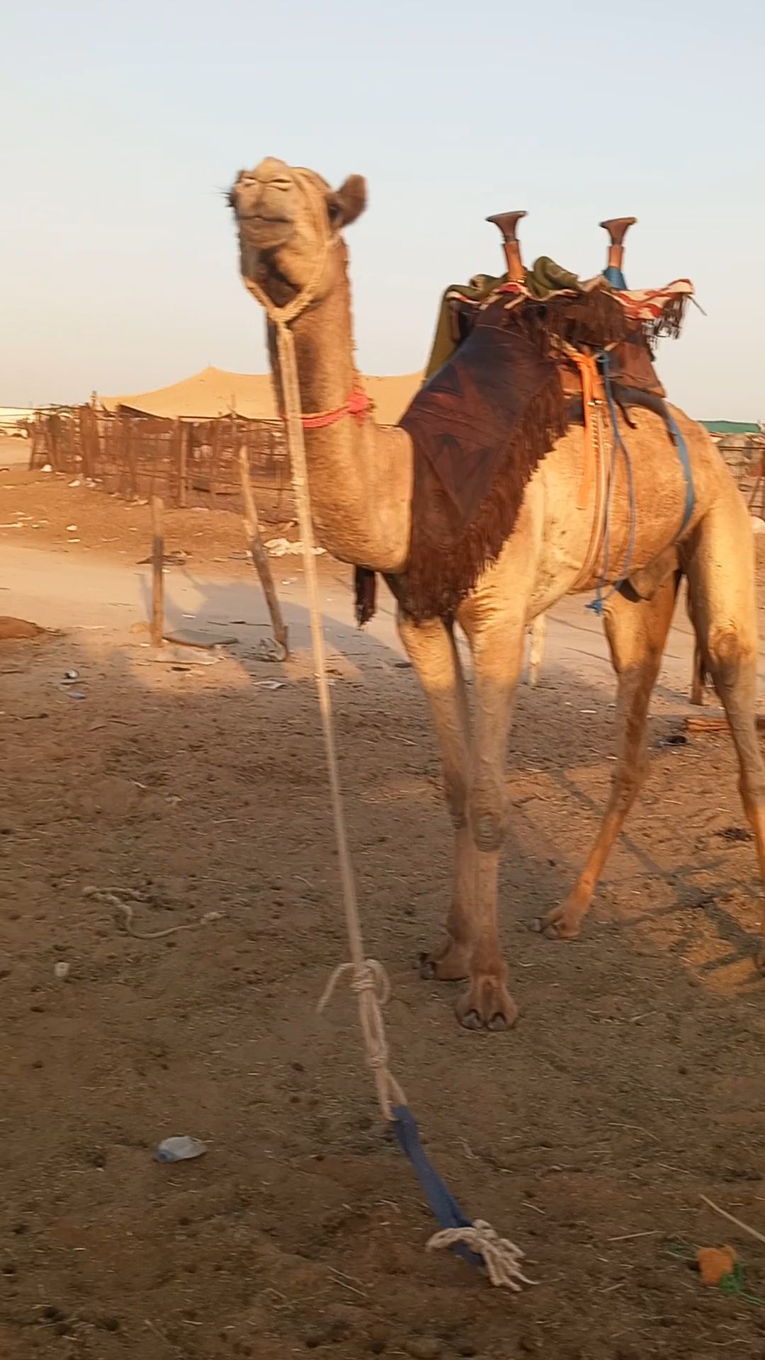 قعود طوع والسن تني