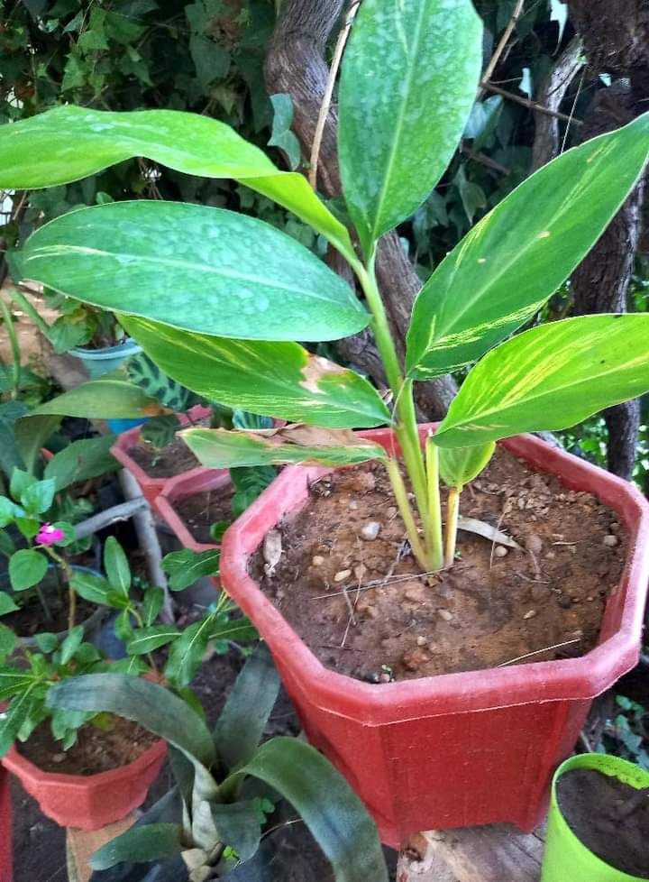 شارع ابن سينا الرياض