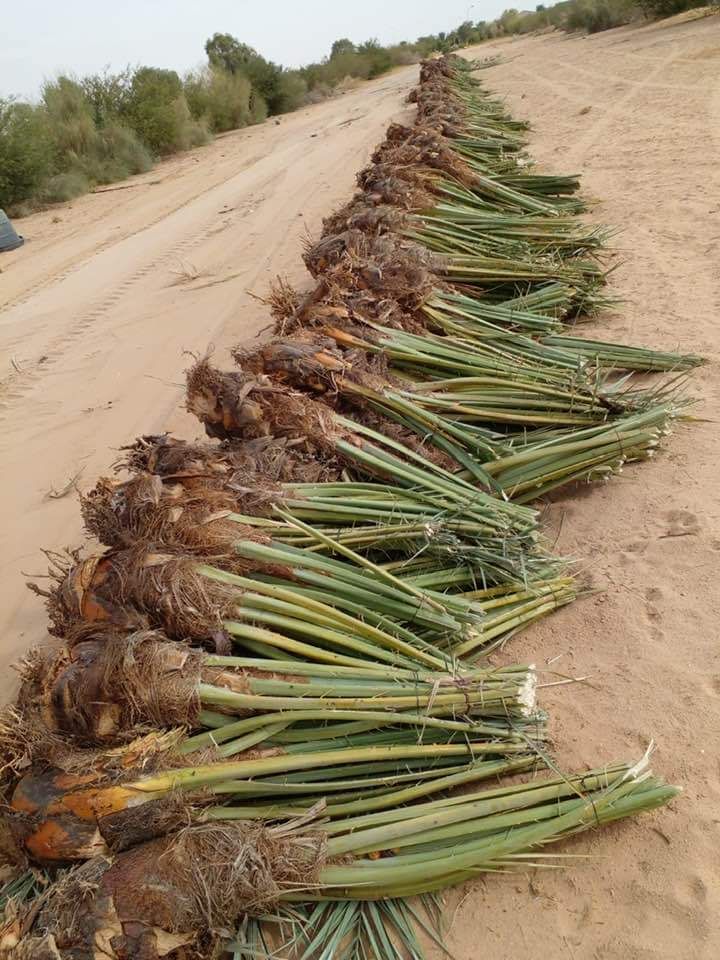 نخيل للبيع مثمر