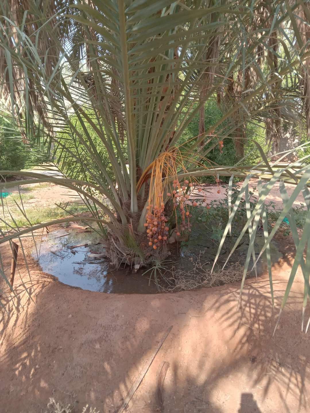 نخيل مثمر للبيع