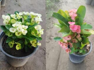 31cfca3a-2cbb-4ef9-b3b3-4caafe88c5b3