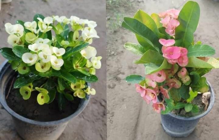 شارع ابن سينا الرياض