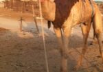 قعود طوع والسن تني