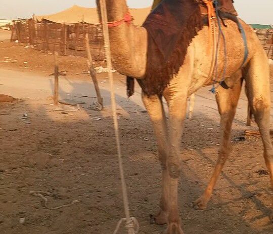 قعود طوع والسن تني