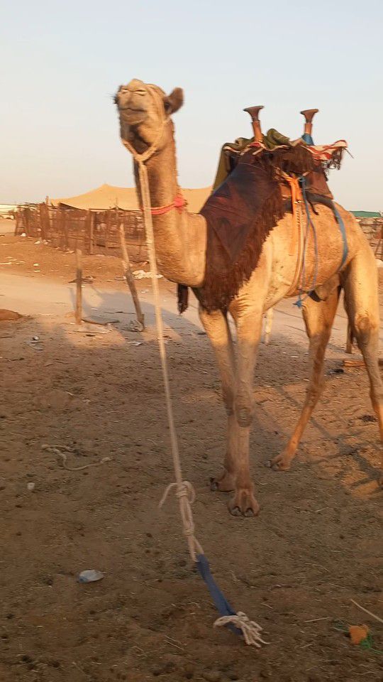 قعود طوع والسن تني