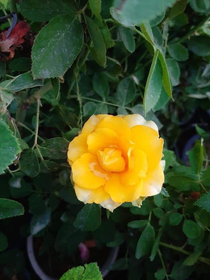 شارع ابن سينا الرياض