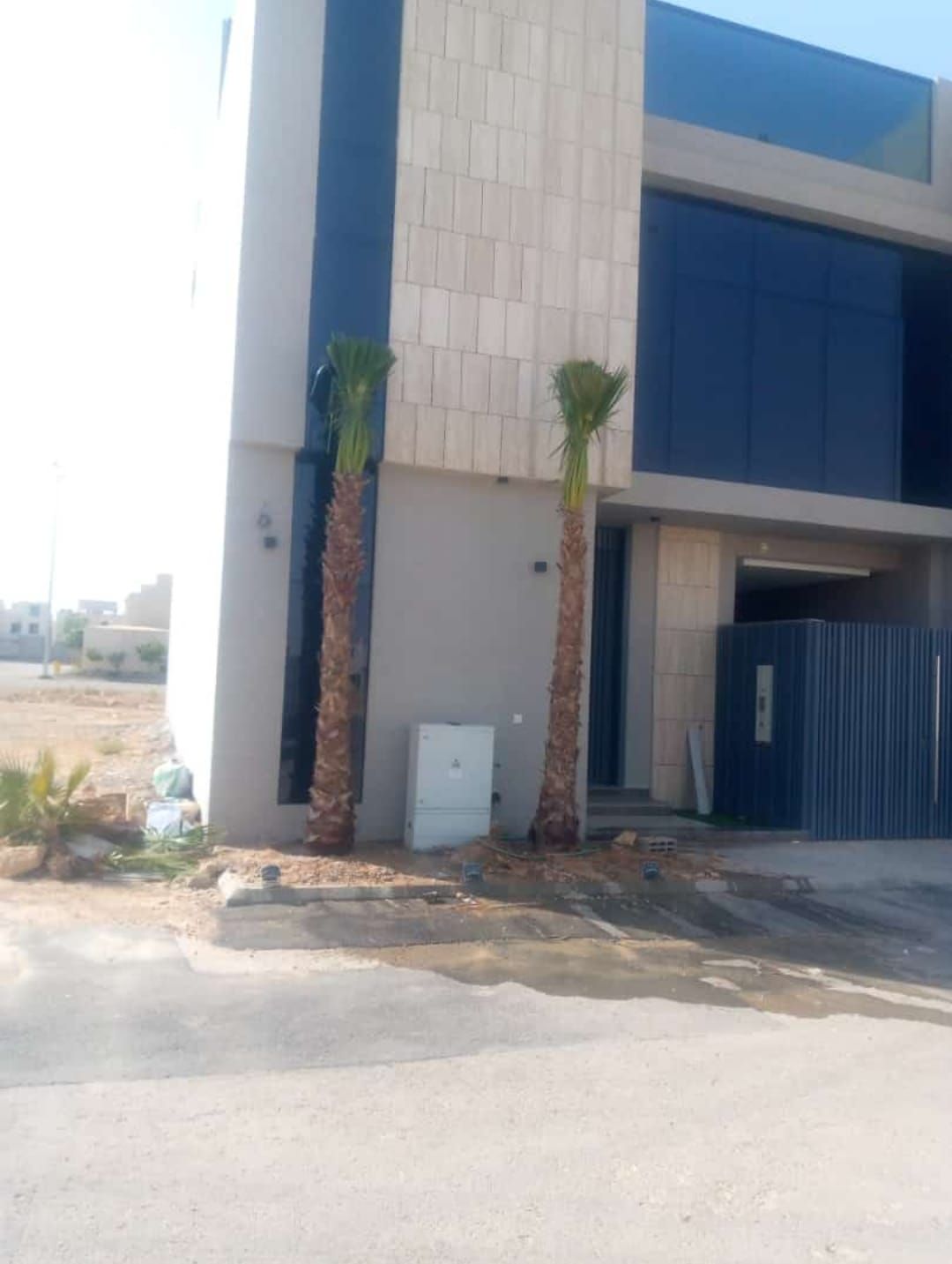 نخل واشنطني وعربي مثمر