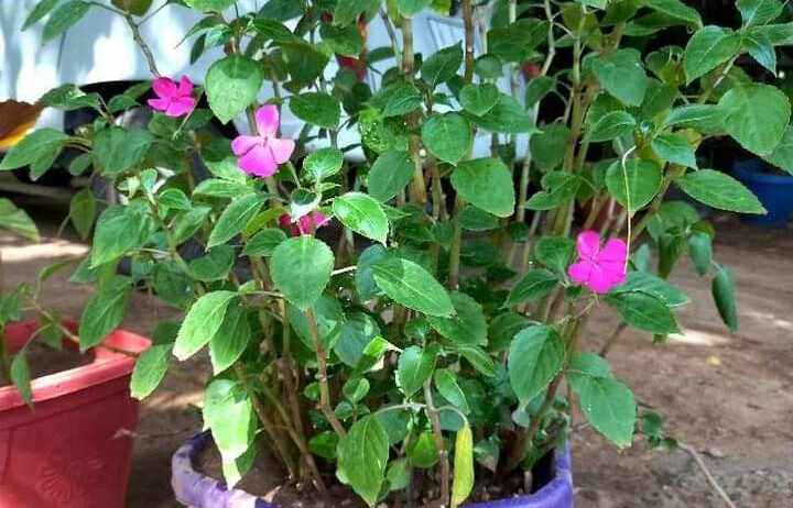 شارع ابن سينا الرياض