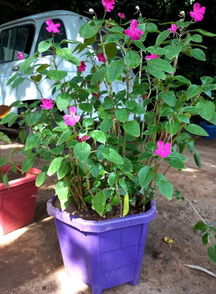 شارع ابن سينا الرياض